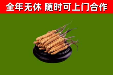 交城回收冬虫夏草